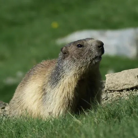 Bed & Breakfast Serrat Del Vent - Adults Only Ribes De Freser